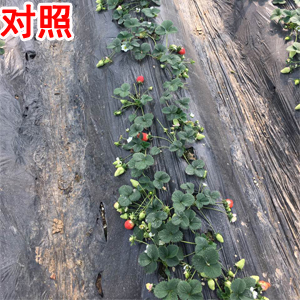 NEM_微生物_菌剂_拌种剂_水溶肥_土壤修复_对比实验_2030工程_龙腾高科