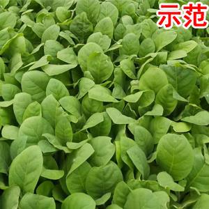 NEM_微生物_菌剂_拌种剂_水溶肥_土壤修复_对比实验_龙腾高科