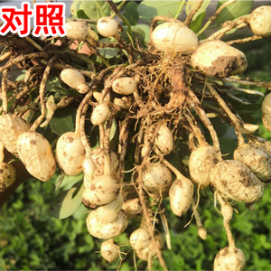 NEM_微生物_菌剂_拌种剂_水溶肥_土壤修复_对比实验_2030工程_龙腾高科