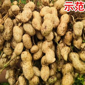 NEM_微生物_菌剂_拌种剂_水溶肥_土壤修复_对比实验_龙腾高科