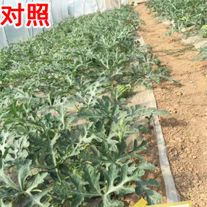 NEM_微生物_菌剂_拌种剂_水溶肥_土壤修复_对比实验_龙腾高科